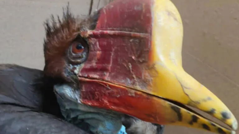 Wildlife Smuggling Bust involving rare hornbill seized at Nedumbassery Airport