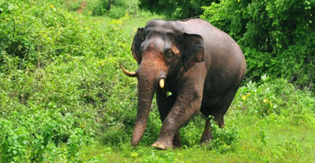 Athirappilly Elephant Scare as wild elephant enters residential area near Vanchikkadavu