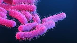 Shigella Health Alert in Kollam after two students tested positive for infection