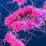 Shigella Juice Contamination detected in juice samples from Kattakada bakery