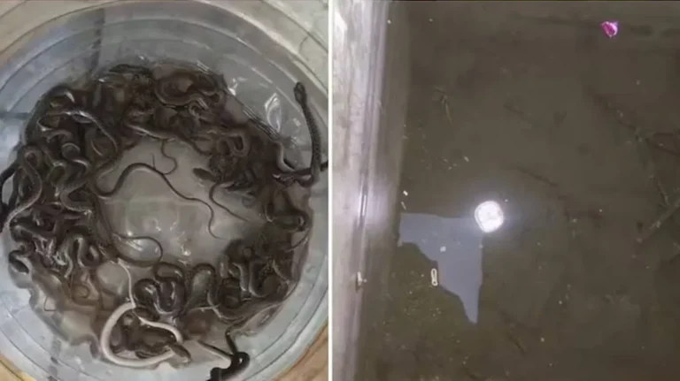 Water Tank Snake Hatchlings found inside household water tank
