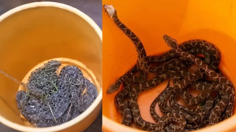 Thrissur Python Rescue operation recovering python hatchlings from residential area