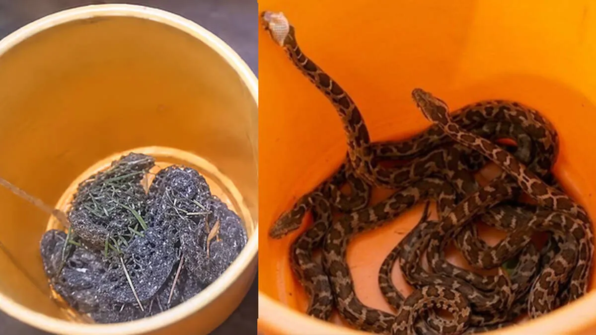 Thrissur Python Rescue operation recovering python hatchlings from residential area