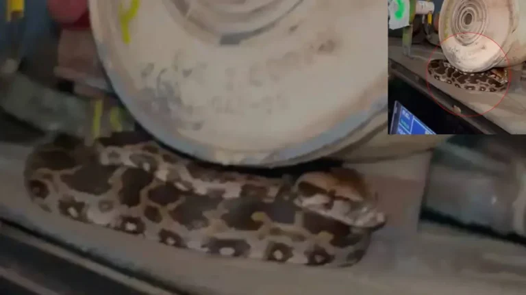 Train Python Rescue operation after baby python found inside Janashatabdi Express coach