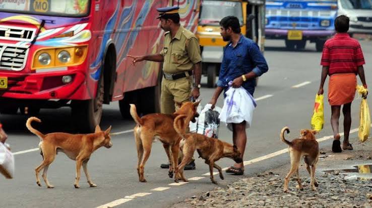 Stray Dog Menace challenge faced by Kochi Corporation in recruiting dog catchers