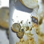 Hotel Hygiene Issue investigation at Paravur restaurant after food safety complaint