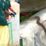 Haritha Karma Sena Snake Rescue after python found inside waste collection bag