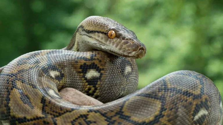 Python Meat Seizure by Kerala Forest Department in Pala after wildlife crime investigation