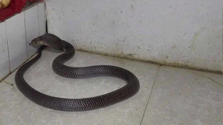 Jharkhand Snake Bite incident at residential school hostel involving four students
