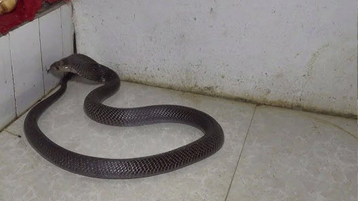 Jharkhand Snake Bite incident at residential school hostel involving four students